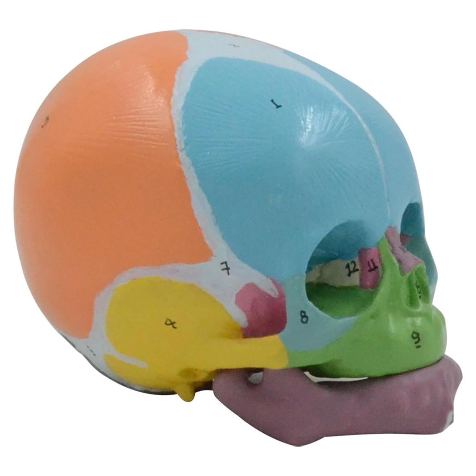 Modelo Anatómico Cráneo Bebé a Tamaño Real 9x12x10cm