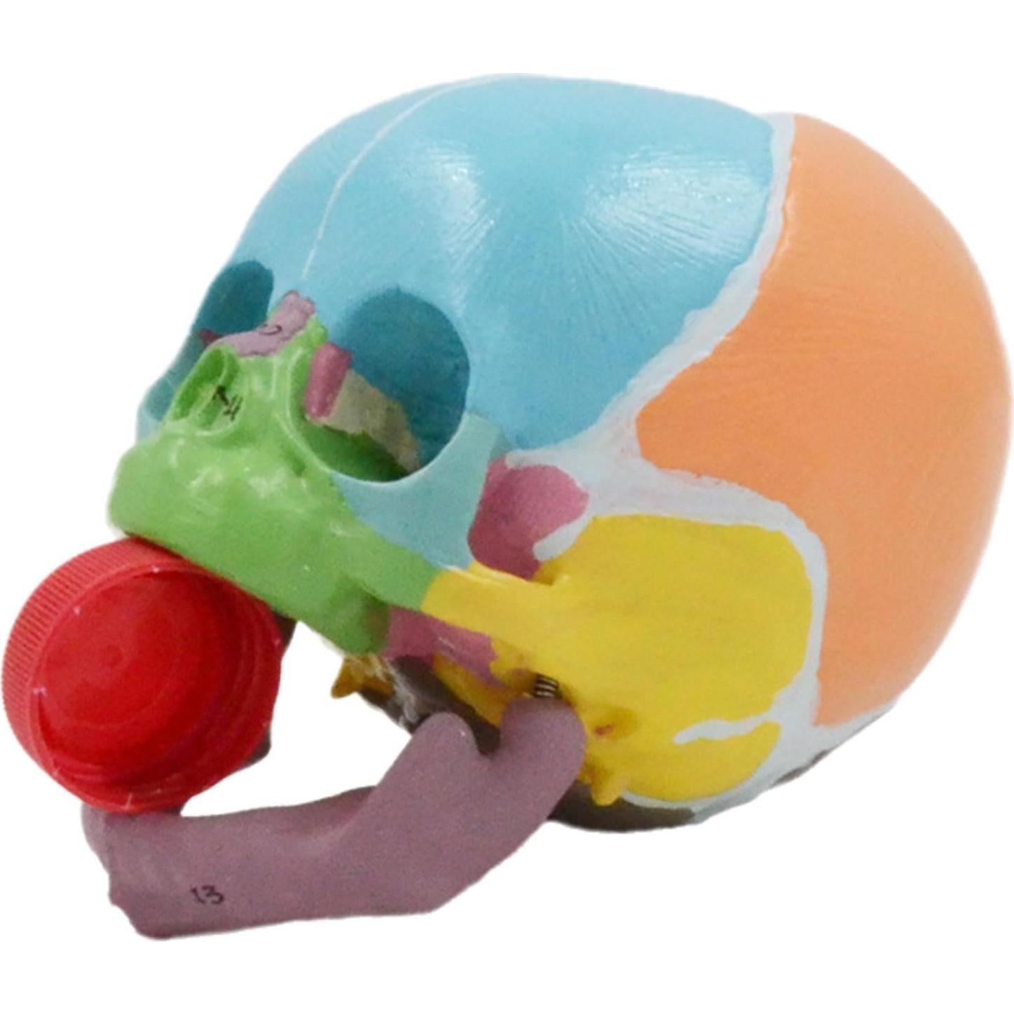 Modelo Anatómico Cráneo Bebé a Tamaño Real 9x12x10cm