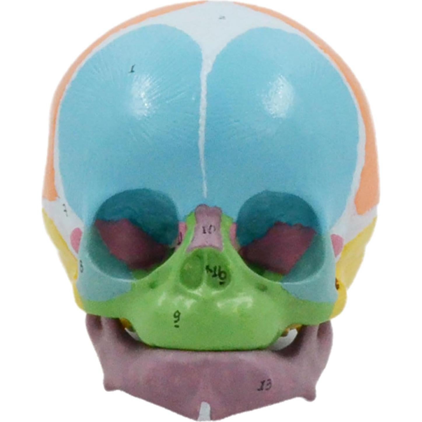 Modelo Anatómico Cráneo Bebé a Tamaño Real 9x12x10cm