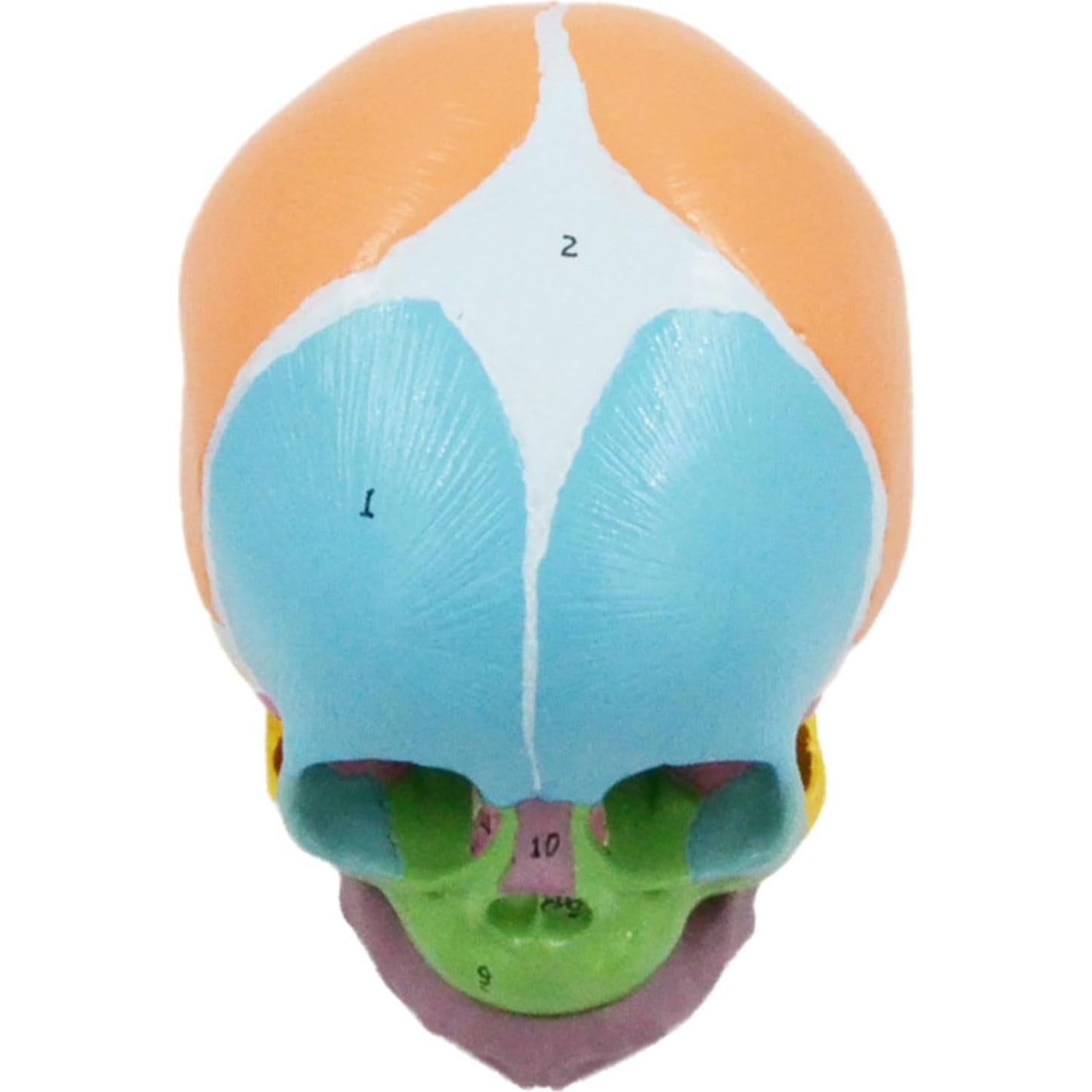 Modelo Anatómico Cráneo Bebé a Tamaño Real 9x12x10cm