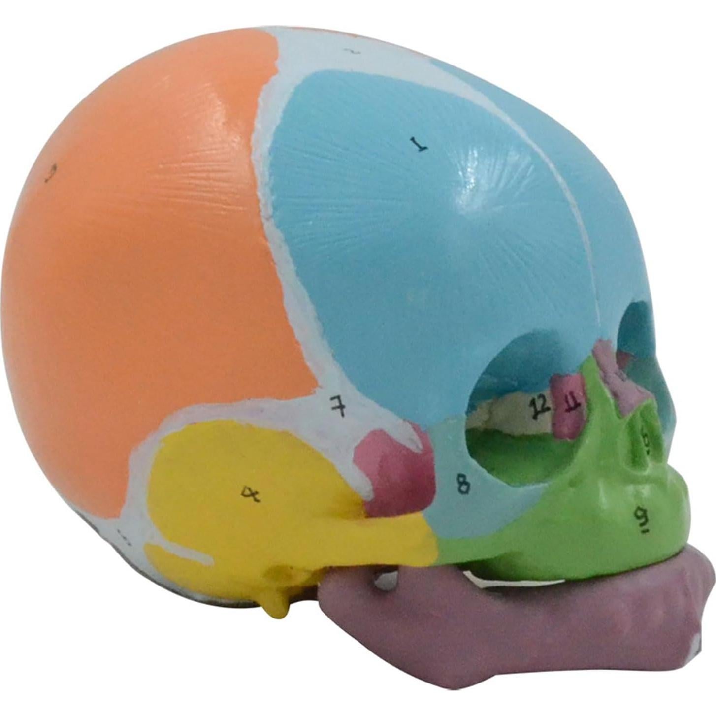 Modelo Anatómico Cráneo Bebé a Tamaño Real 9x12x10cm