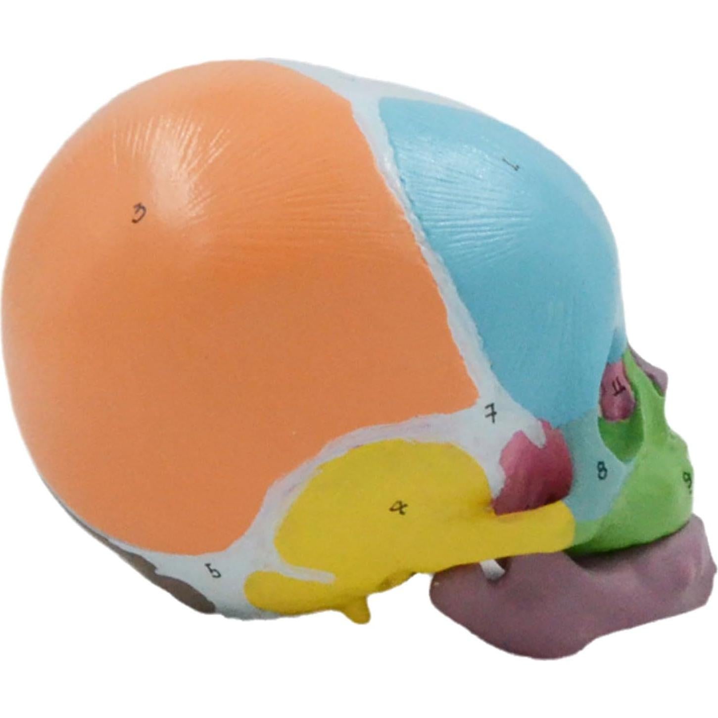 Modelo Anatómico Cráneo Bebé a Tamaño Real 9x12x10cm