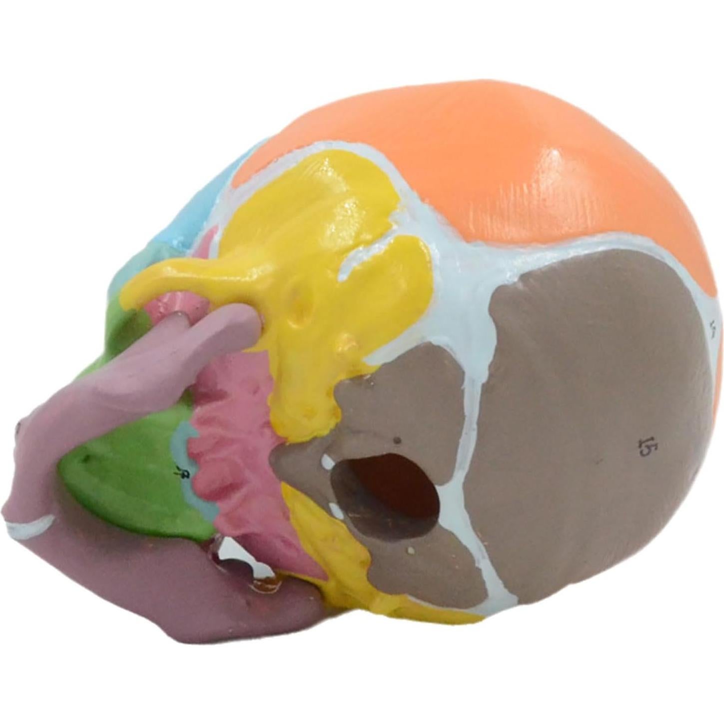 Modelo Anatómico Cráneo Bebé a Tamaño Real 9x12x10cm