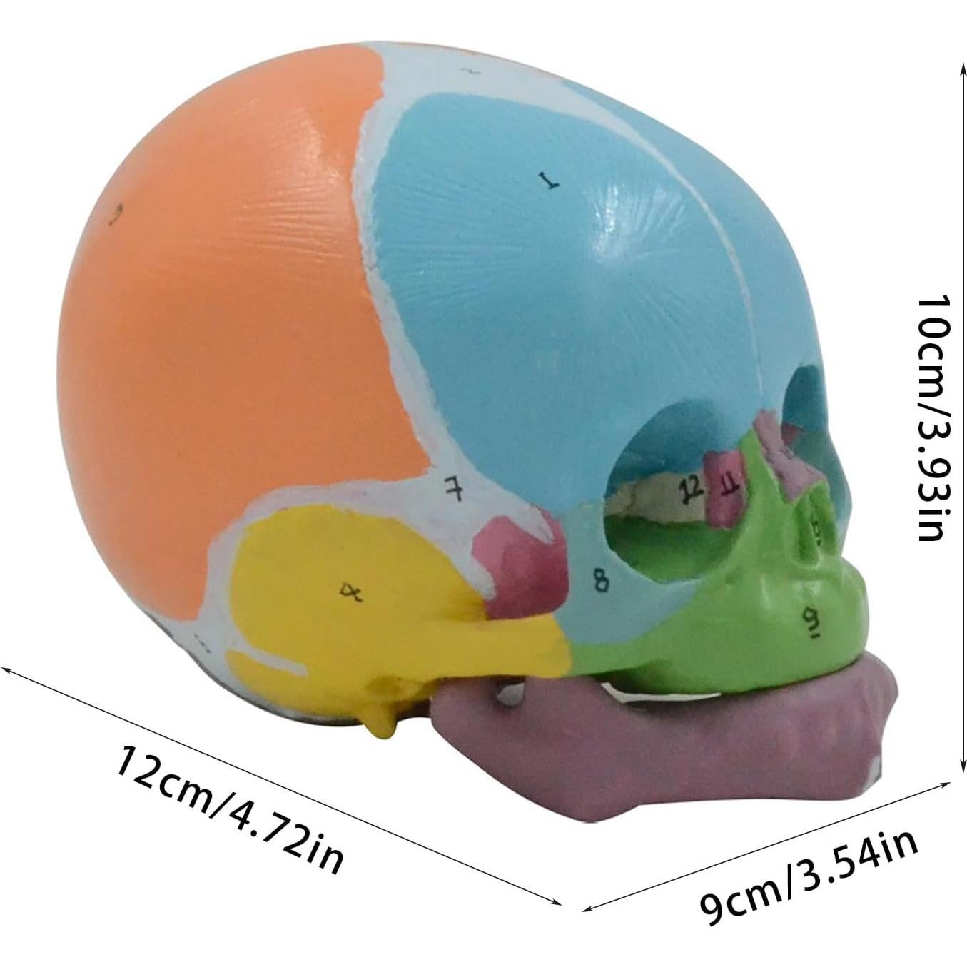 Modelo Anatómico Cráneo Bebé a Tamaño Real 9x12x10cm