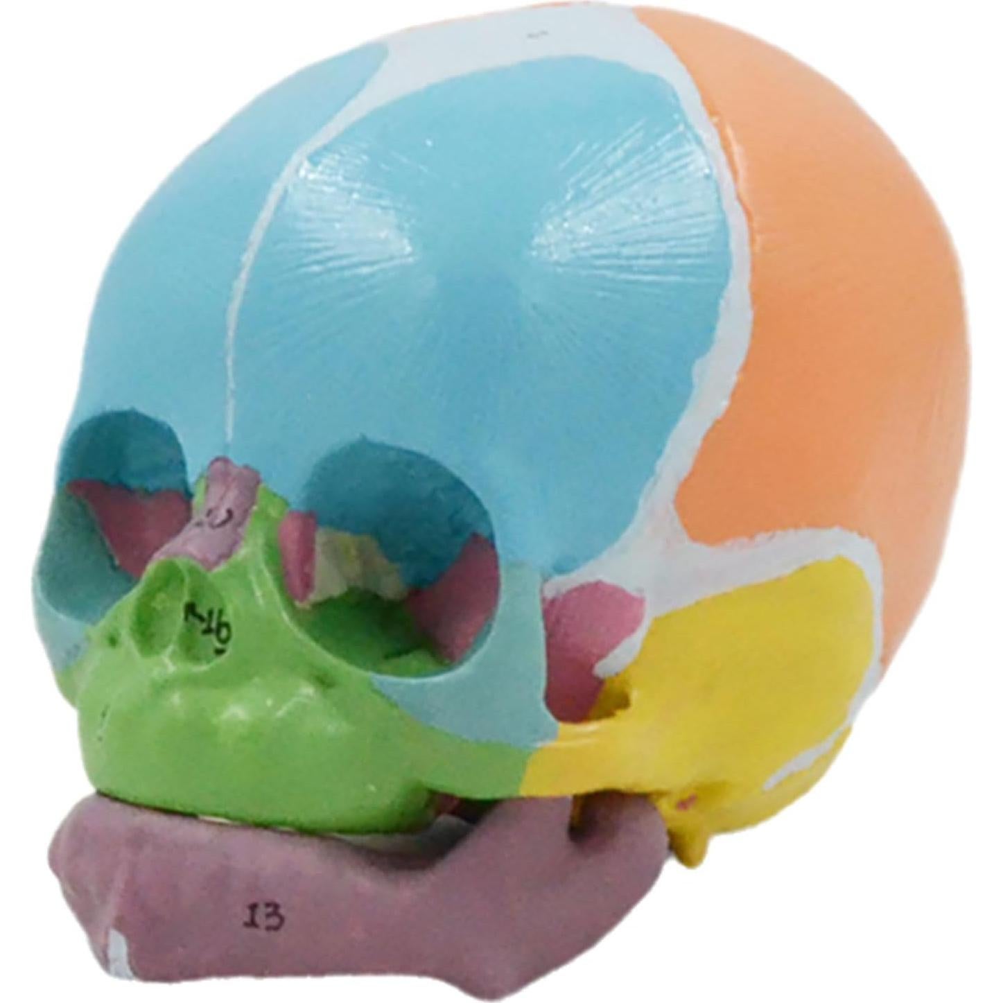 Modelo Anatómico Cráneo Bebé a Tamaño Real 9x12x10cm