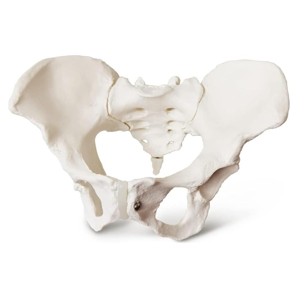 Modelo de Pelvis Femenina Estacionaria 2025 - Anatomía Realista
