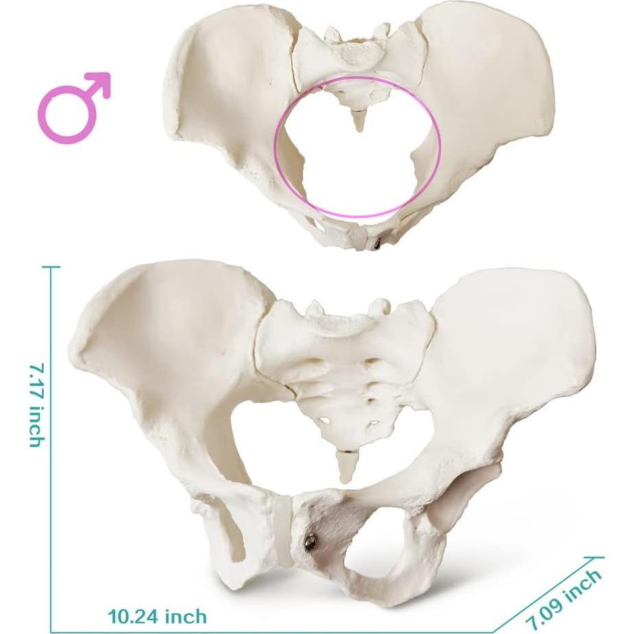 Modelo de Pelvis Femenina Estacionaria 2025 - Anatomía Realista