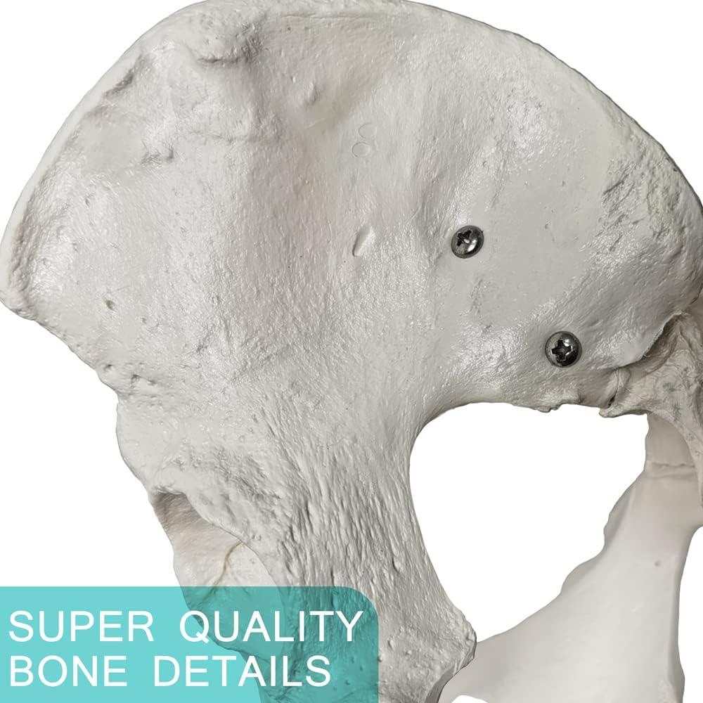 Modelo de Pelvis Femenina Estacionaria 2025 - Anatomía Realista