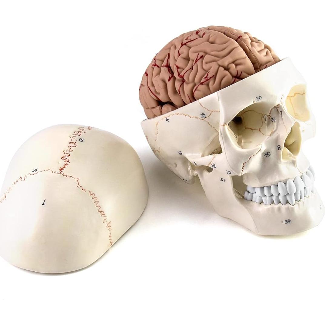 Modelo de Anatomía del Cráneo y Cerebro Humano QWORK, 11 Piezas, PVC
