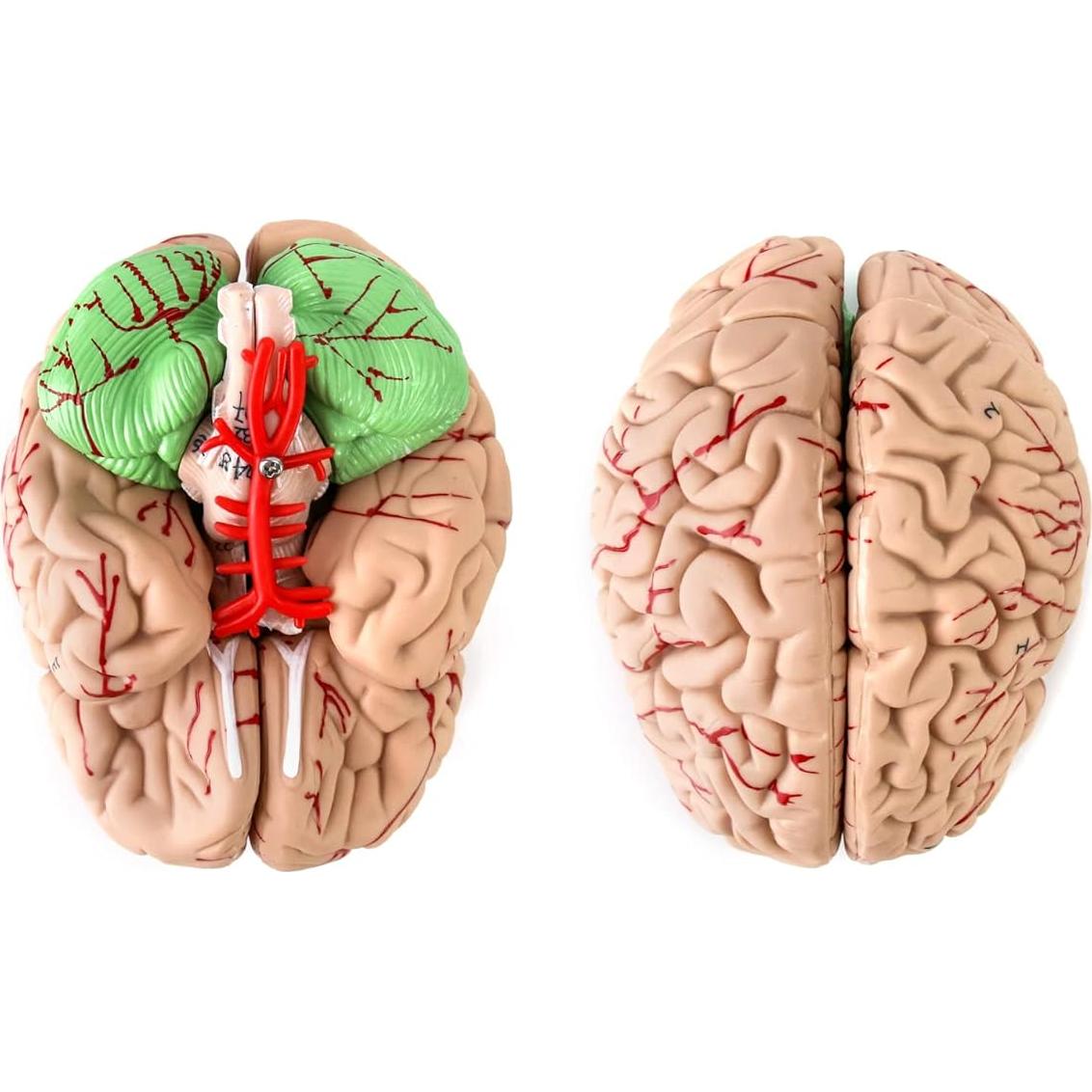 Modelo de Anatomía del Cráneo y Cerebro Humano QWORK, 11 Piezas, PVC