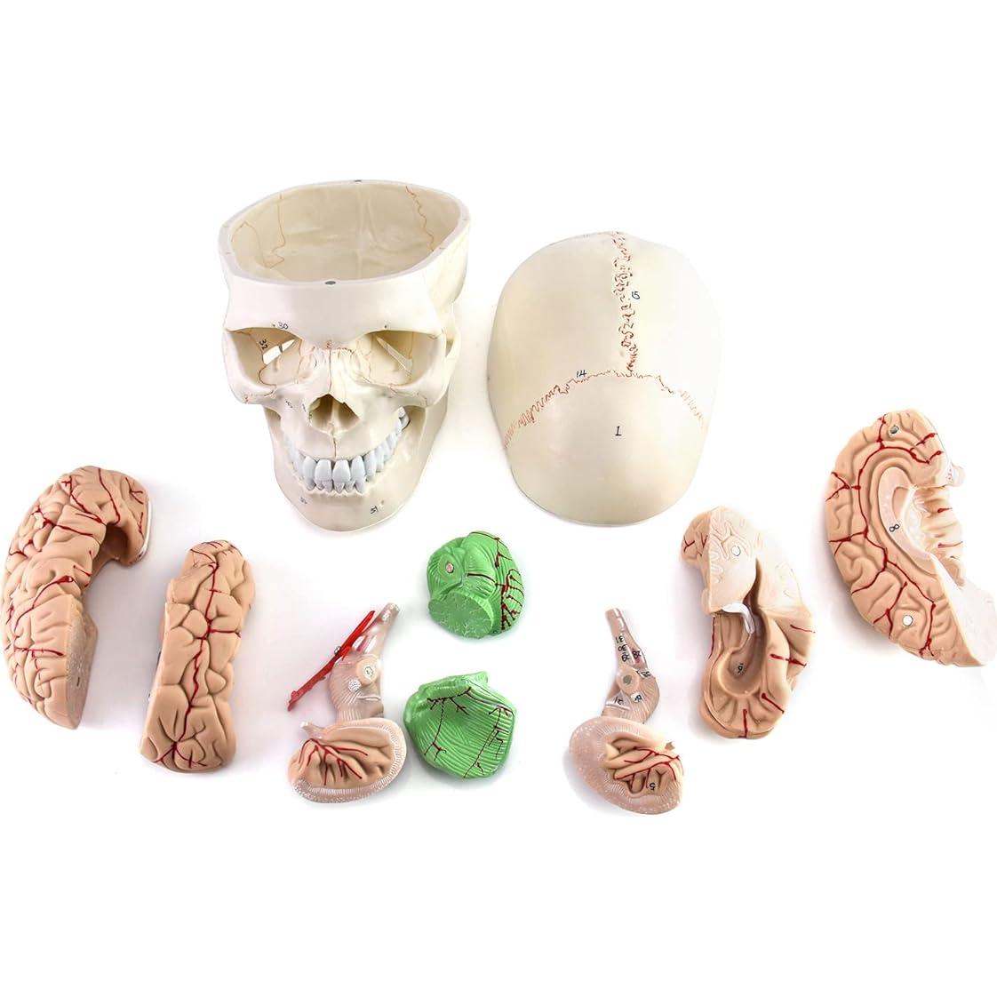 Modelo de Anatomía del Cráneo y Cerebro Humano QWORK, 11 Piezas, PVC