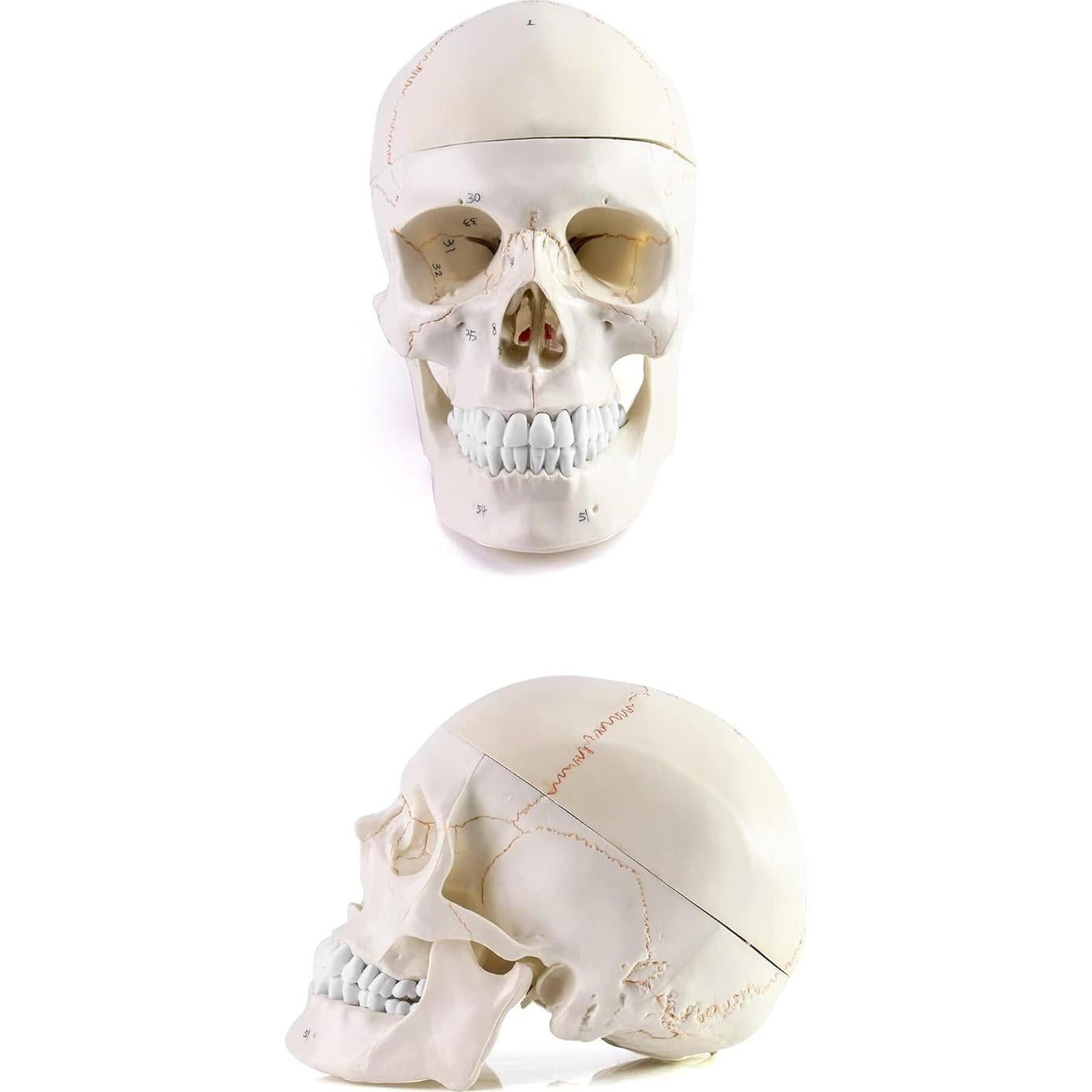Modelo de Anatomía del Cráneo y Cerebro Humano QWORK, 11 Piezas, PVC