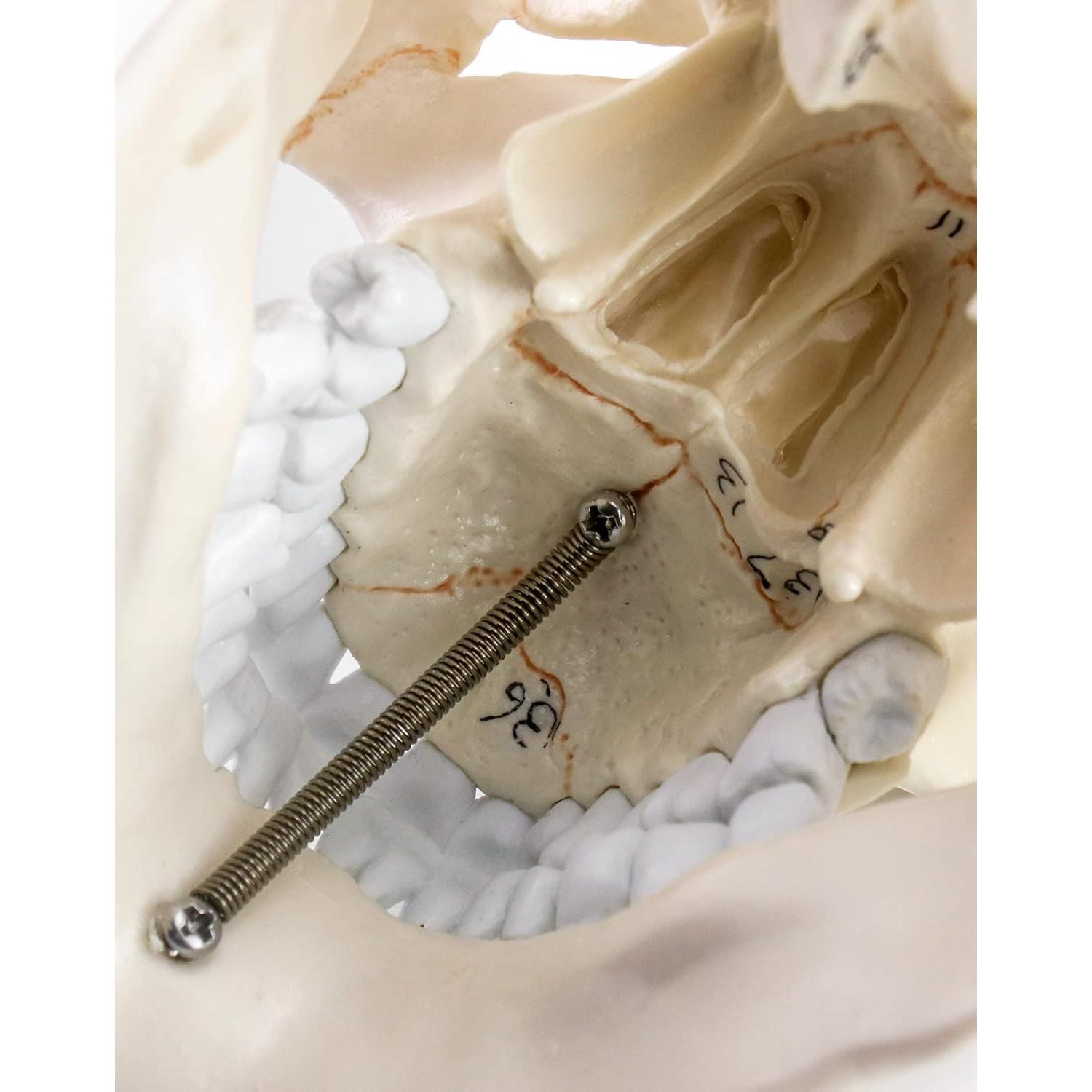 Modelo de Anatomía del Cráneo y Cerebro Humano QWORK, 11 Piezas, PVC