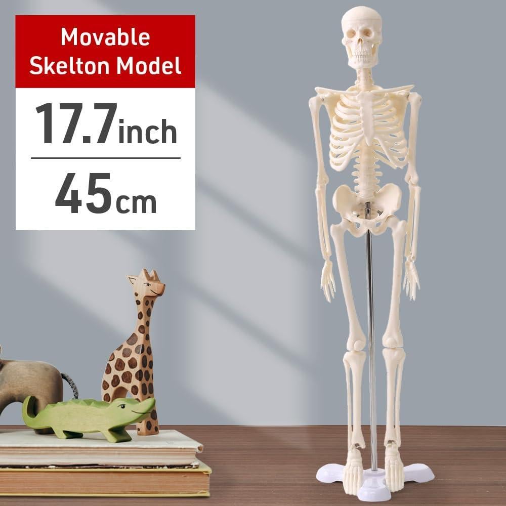 Esqueleto Humano Japard 44.96 cm con Cráneo Abrible y Articulaciones Móviles