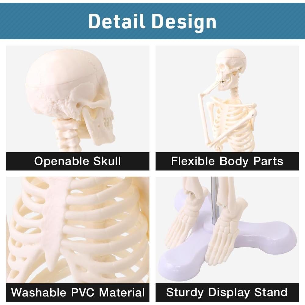Esqueleto Humano Japard 44.96 cm con Cráneo Abrible y Articulaciones Móviles