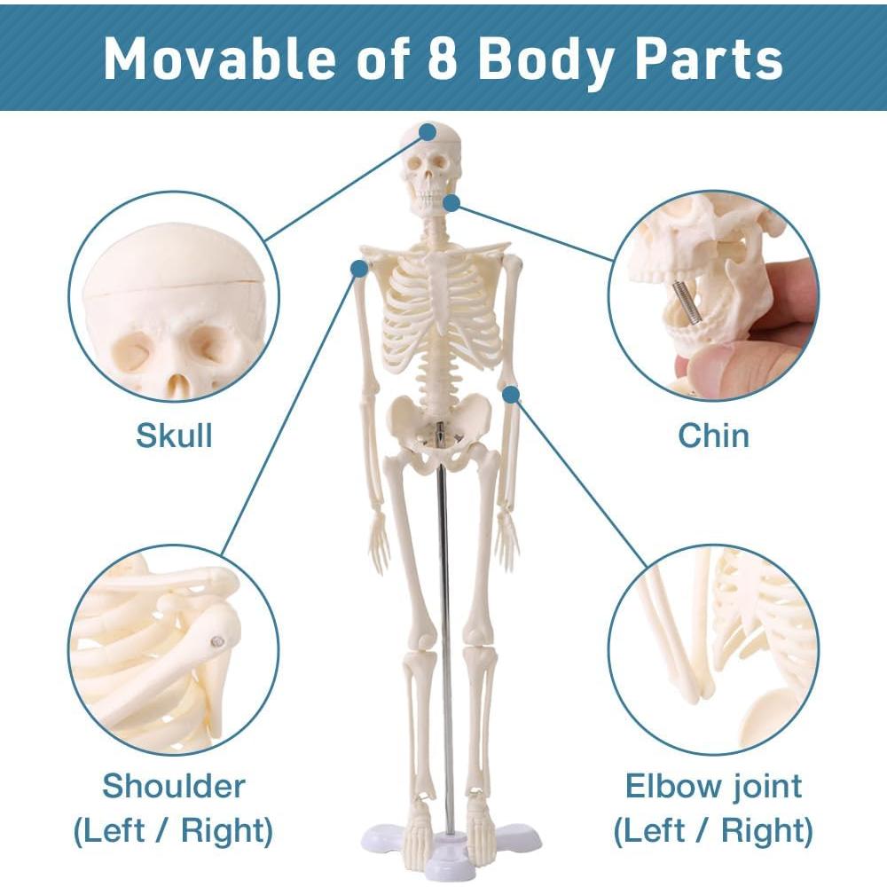 Esqueleto Humano Japard 44.96 cm con Cráneo Abrible y Articulaciones Móviles