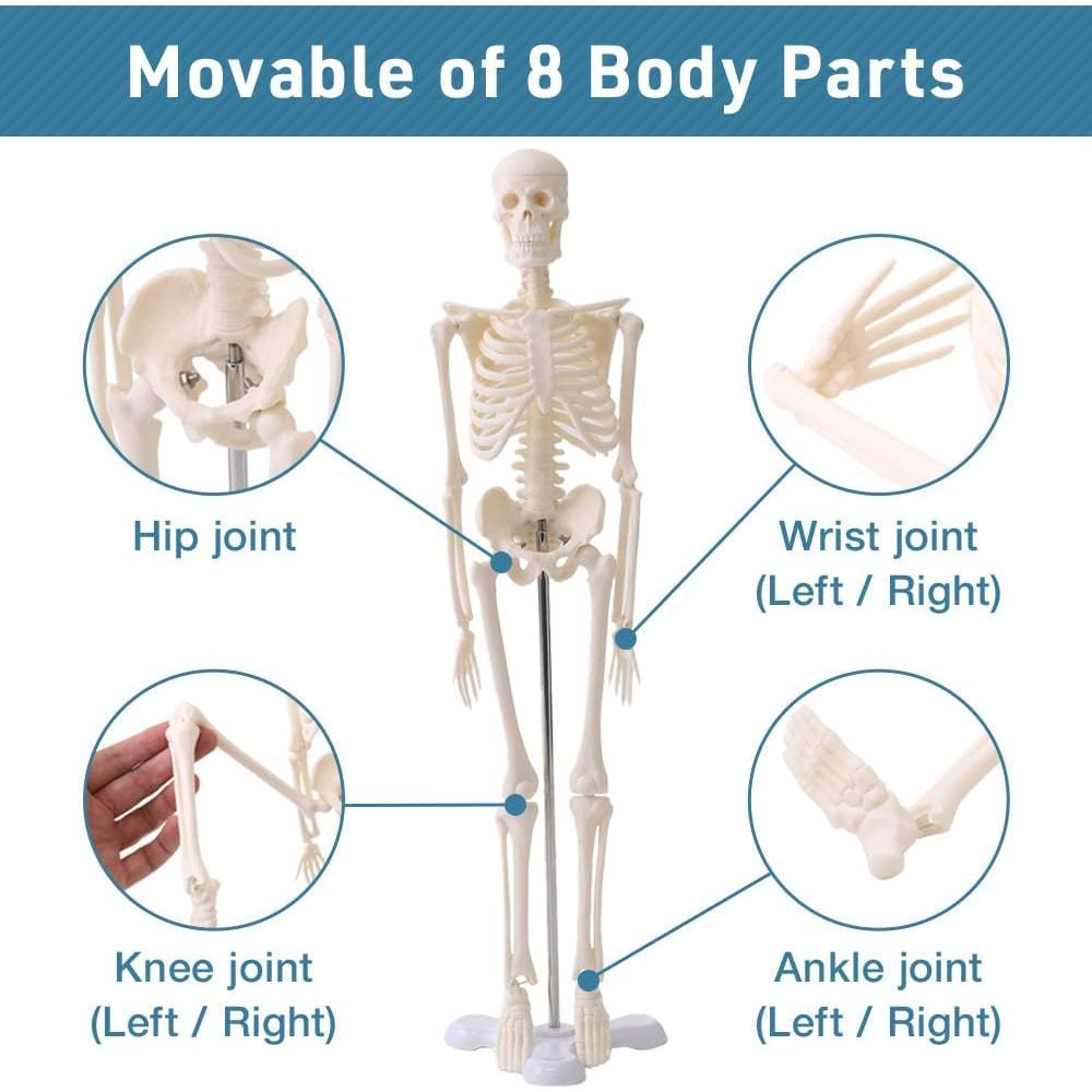 Esqueleto Humano Japard 44.96 cm con Cráneo Abrible y Articulaciones Móviles