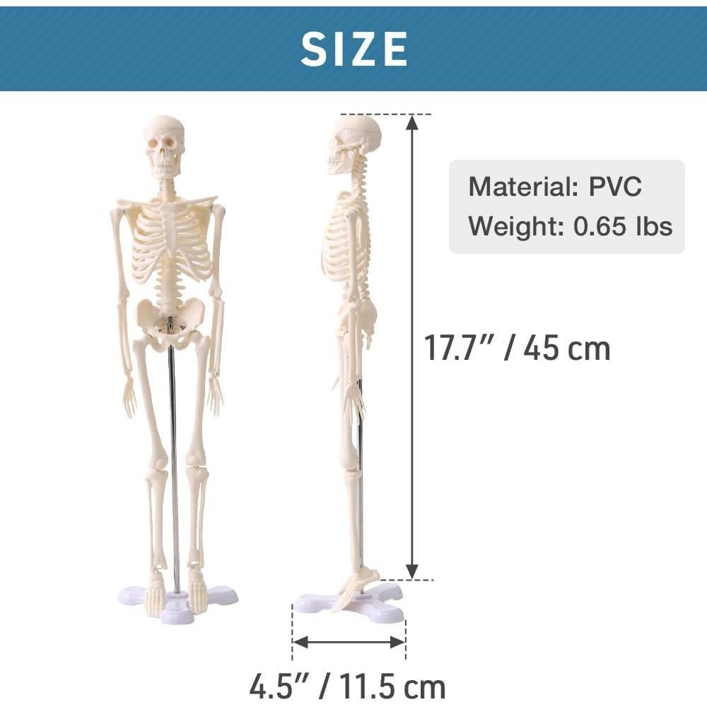 Esqueleto Humano Japard 44.96 cm con Cráneo Abrible y Articulaciones Móviles