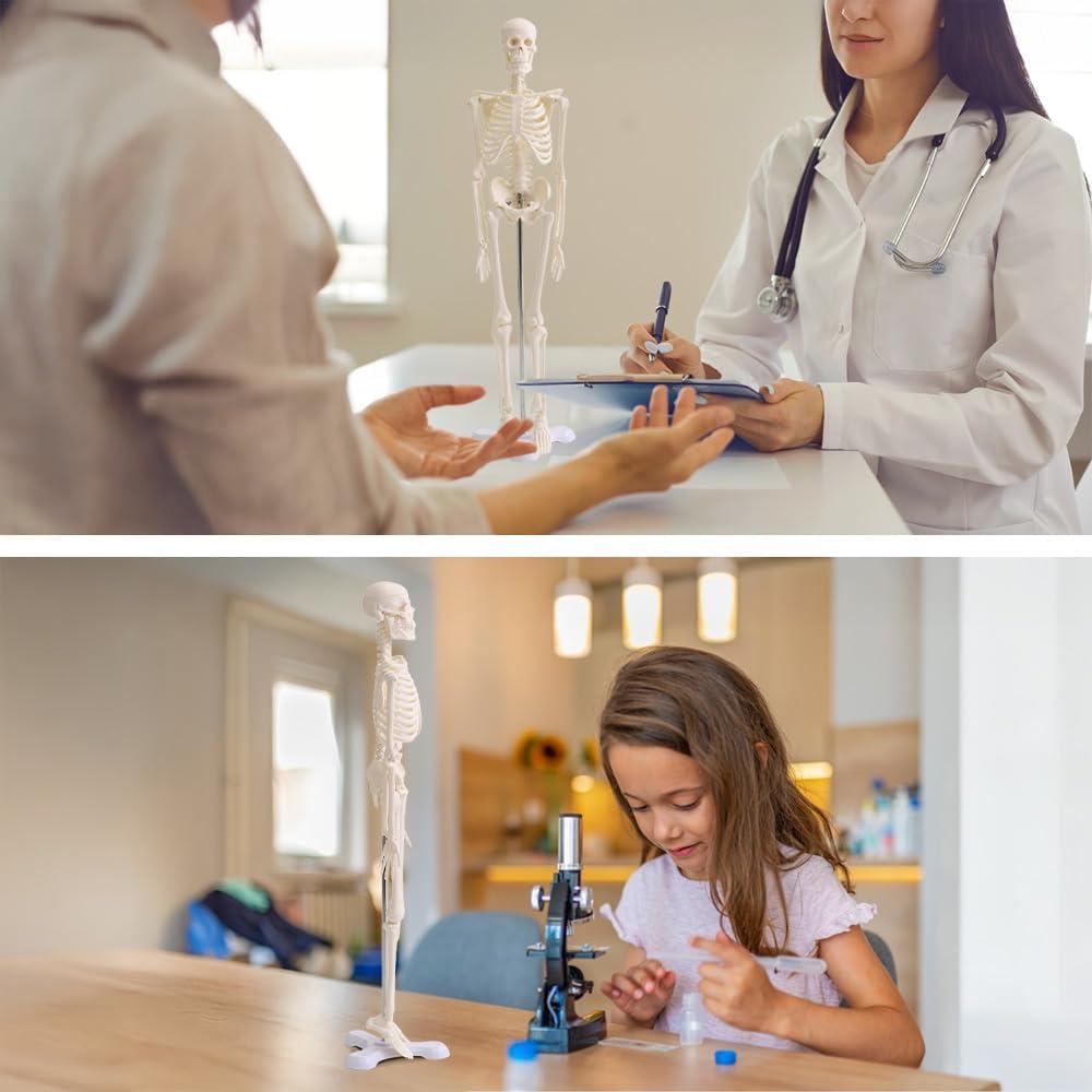 Esqueleto Humano Japard 44.96 cm con Cráneo Abrible y Articulaciones Móviles