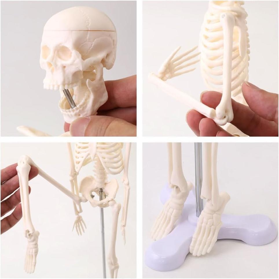 Esqueleto Humano Japard 44.96 cm con Cráneo Abrible y Articulaciones Móviles