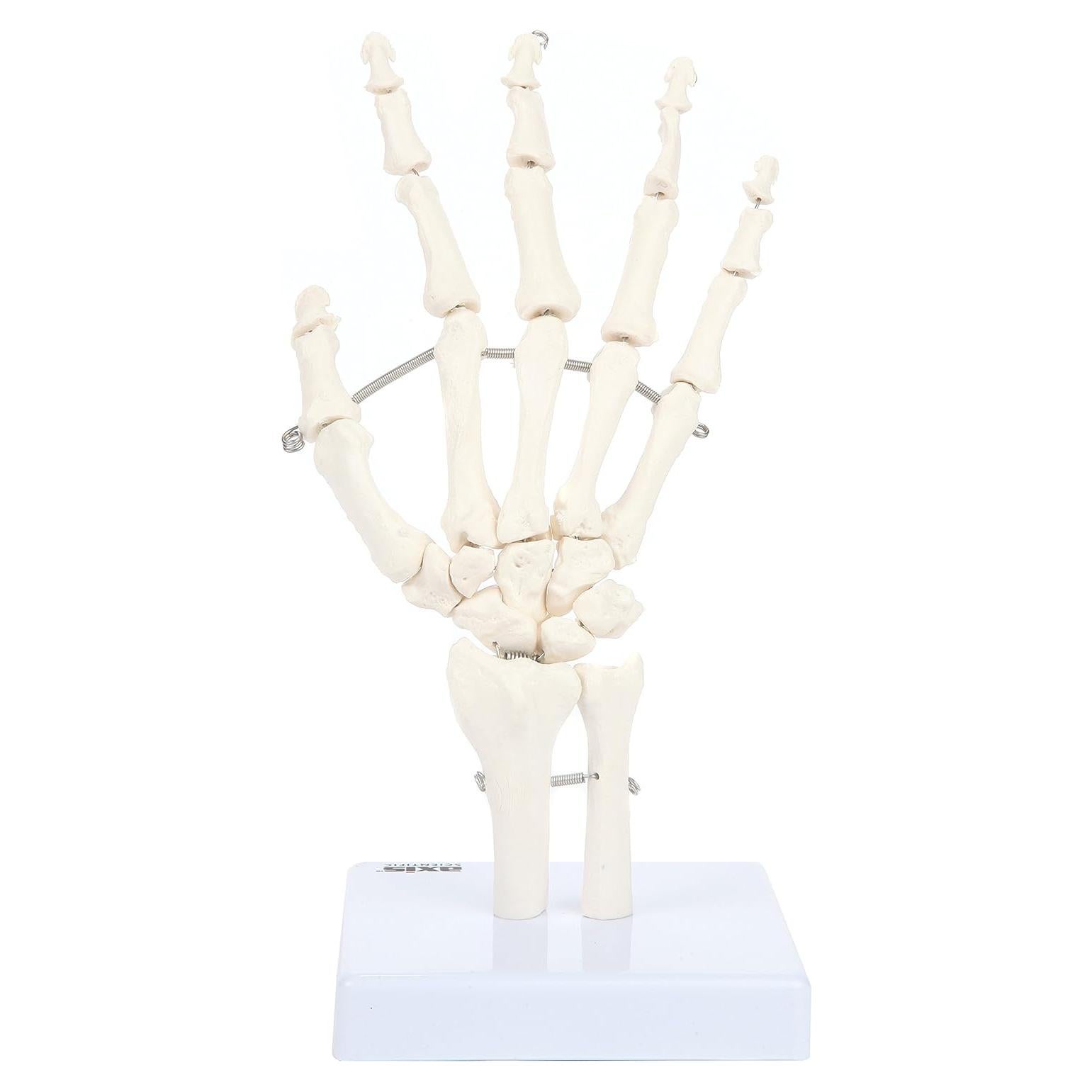 Modelo Anatómico de Mano Esquelética Axis Scientific A-105854