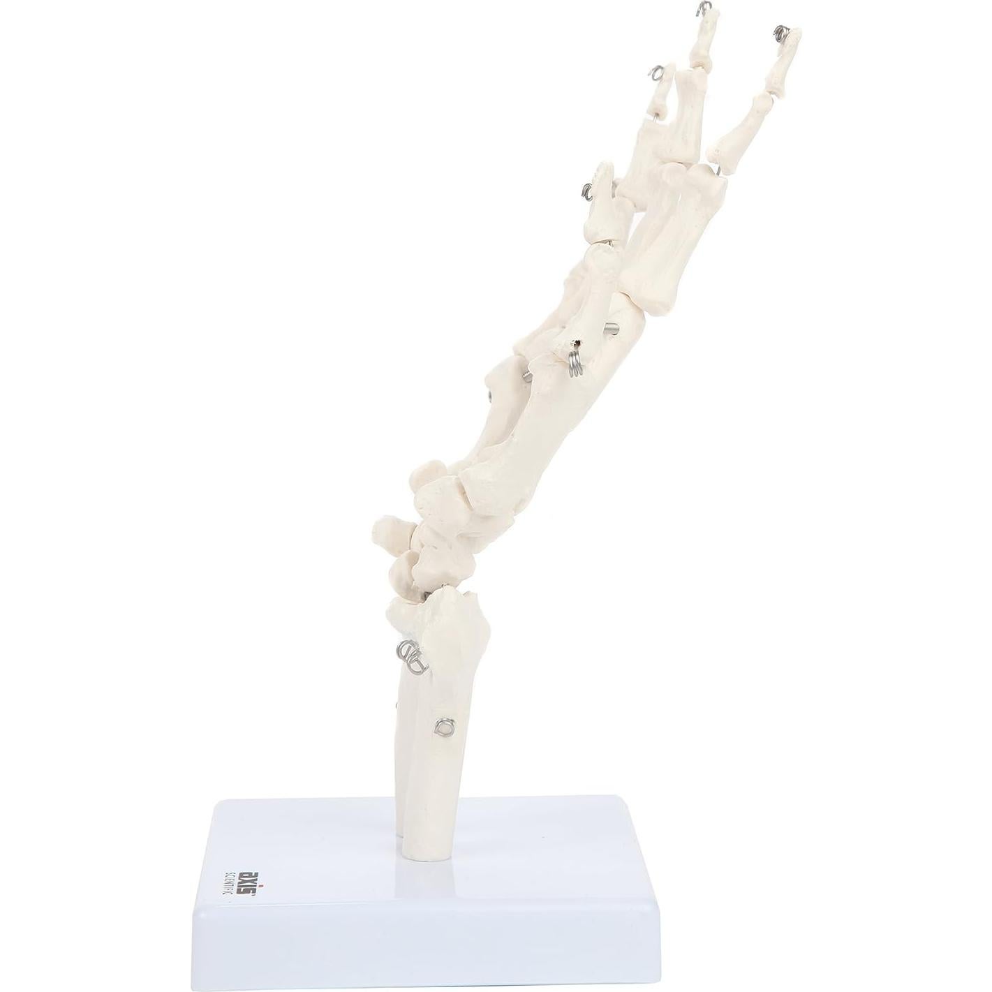 Modelo Anatómico de Mano Esquelética Axis Scientific A-105854