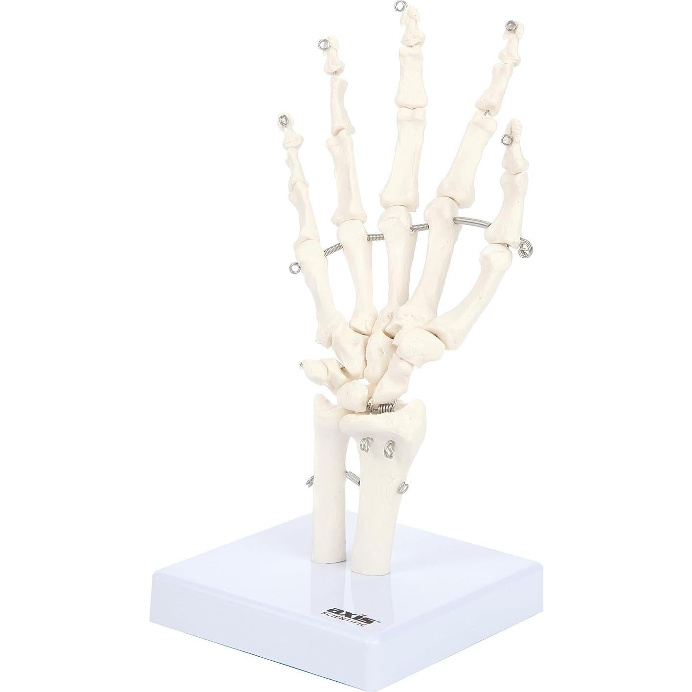 Modelo Anatómico de Mano Esquelética Axis Scientific A-105854
