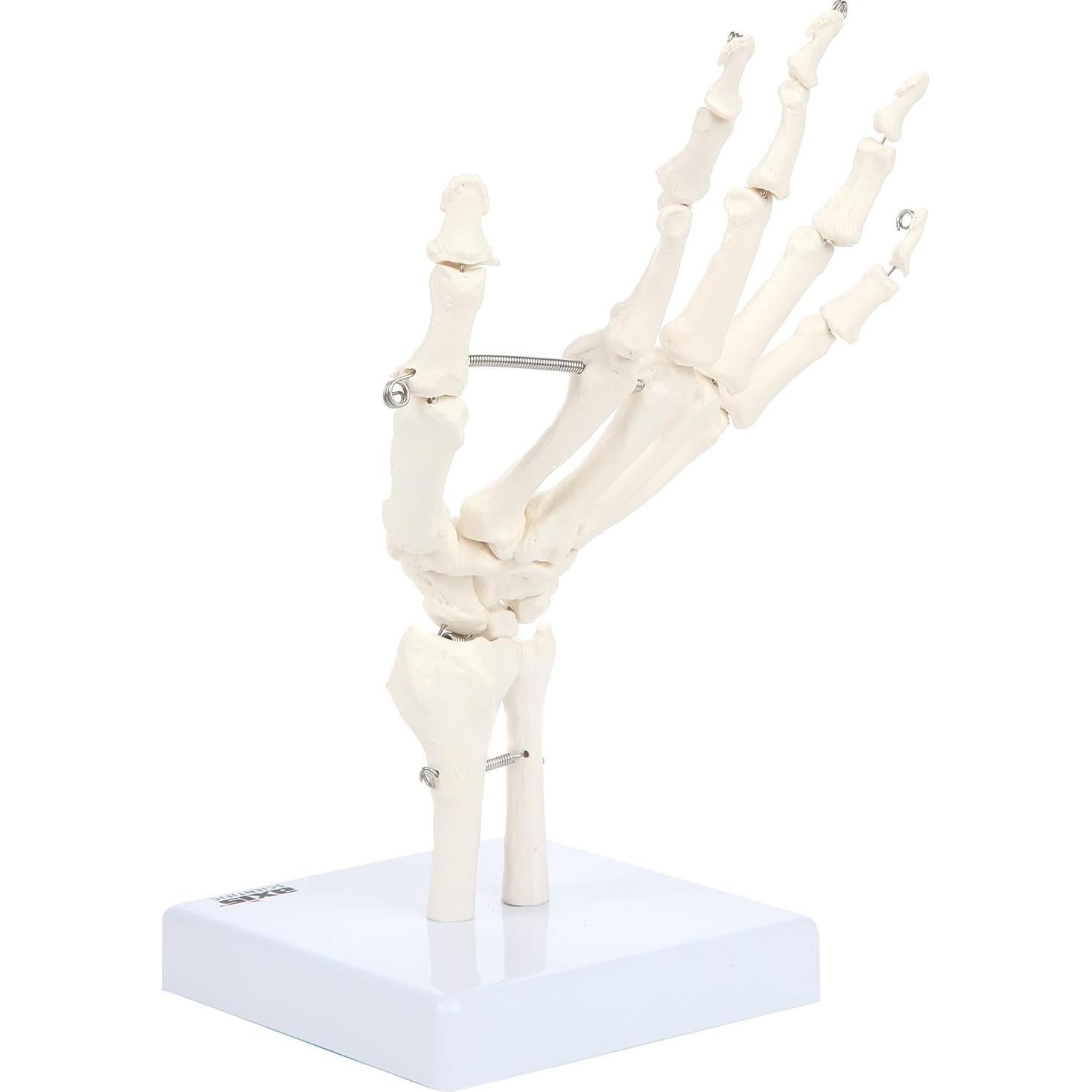 Modelo Anatómico de Mano Esquelética Axis Scientific A-105854