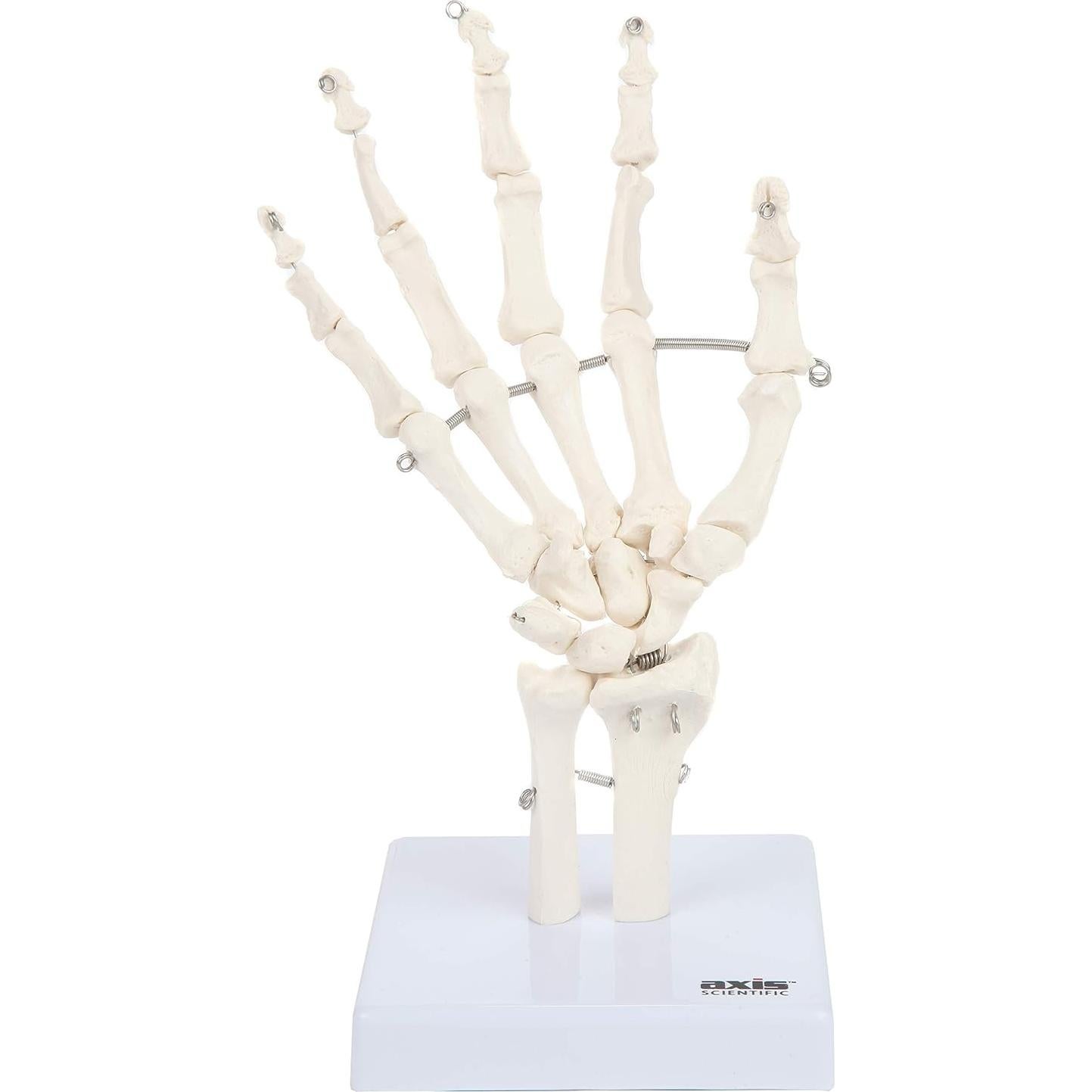 Modelo Anatómico de Mano Esquelética Axis Scientific A-105854