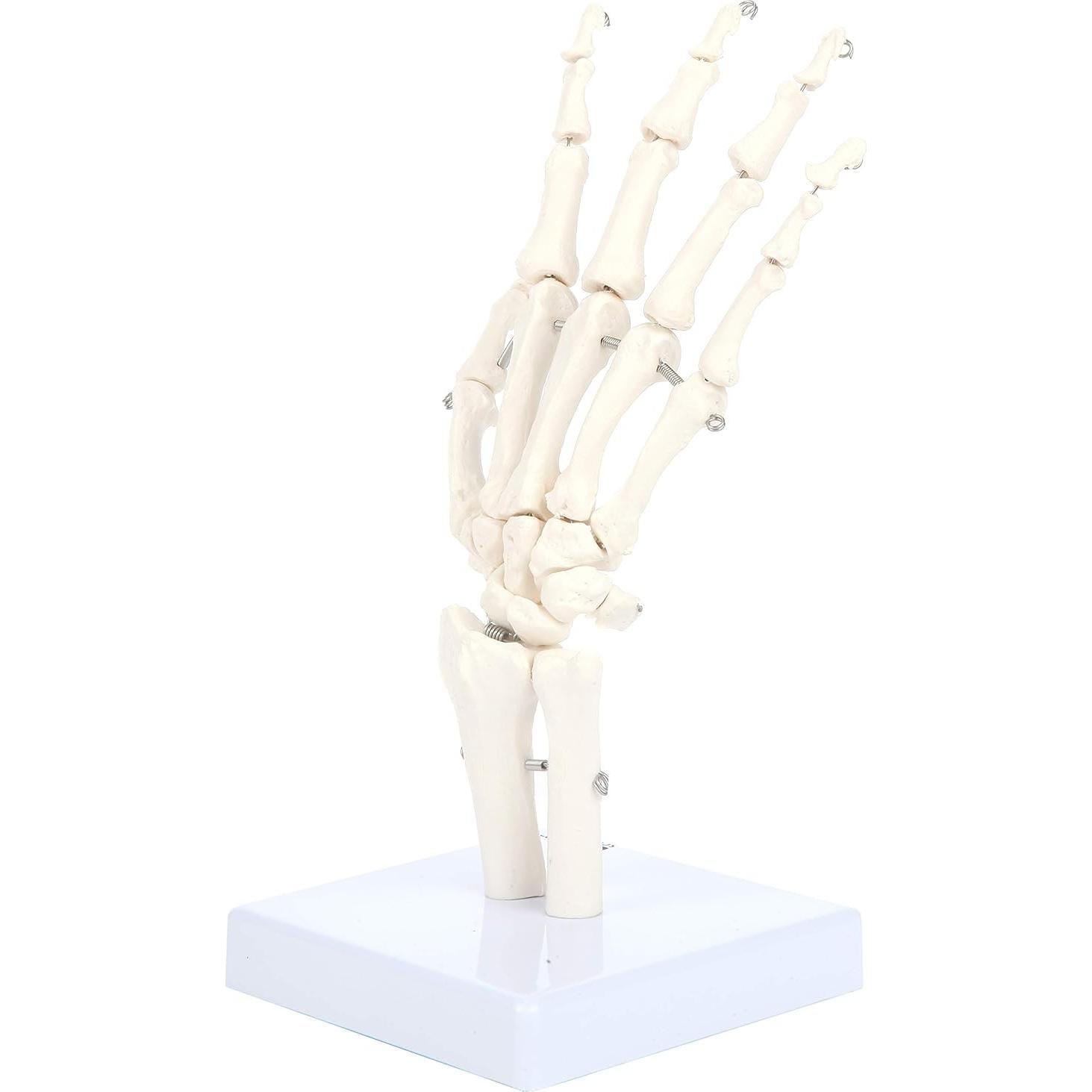 Modelo Anatómico de Mano Esquelética Axis Scientific A-105854