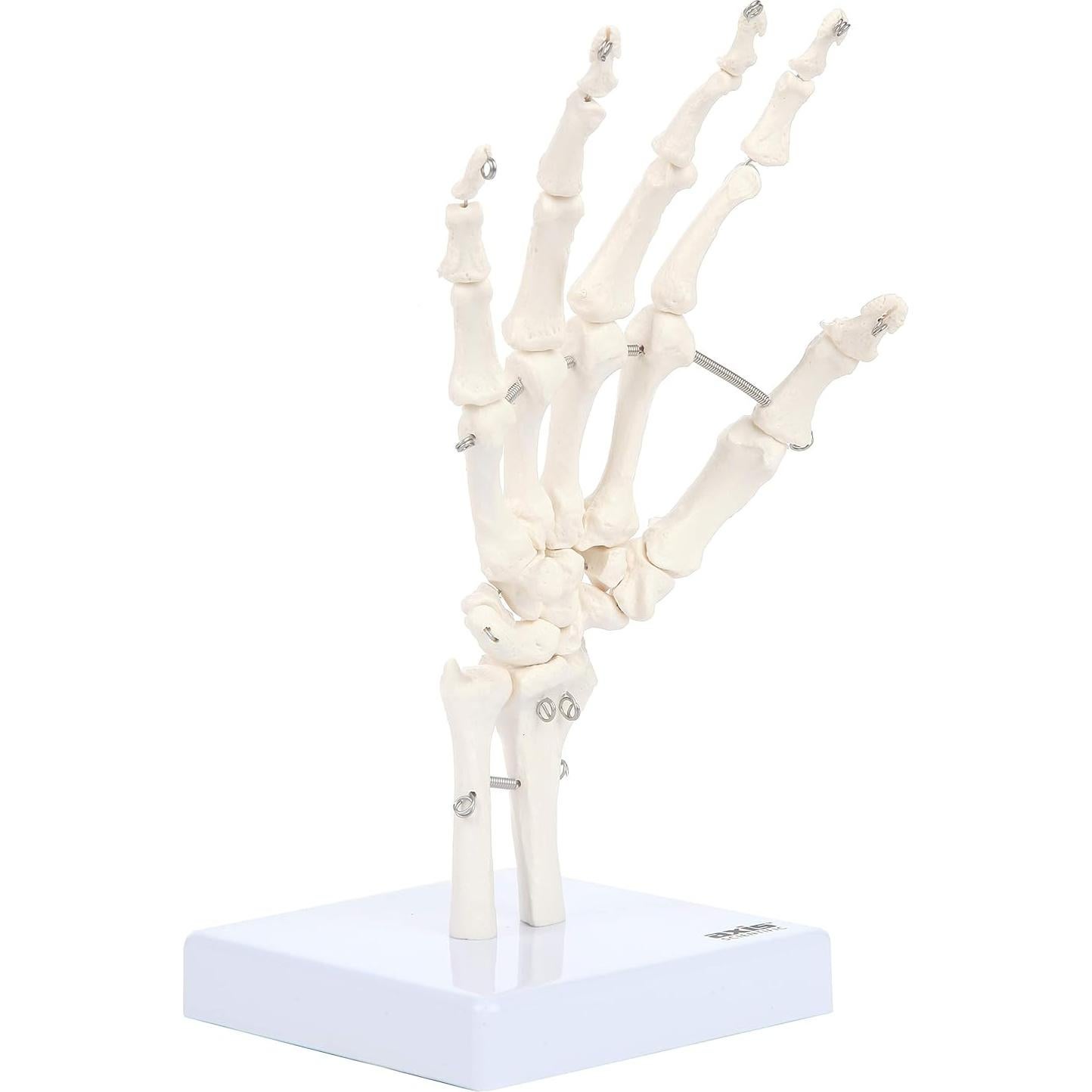 Modelo Anatómico de Mano Esquelética Axis Scientific A-105854