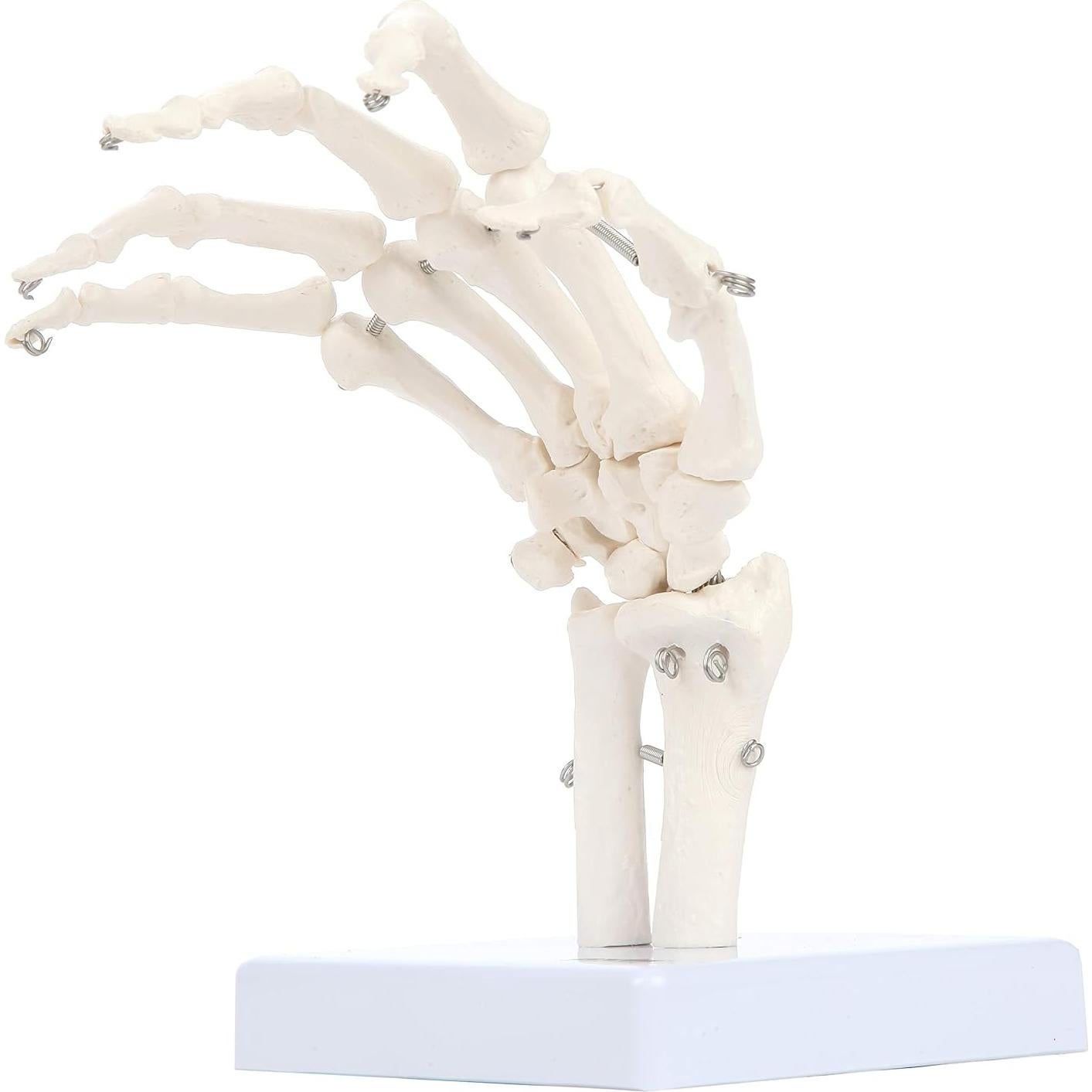 Modelo Anatómico de Mano Esquelética Axis Scientific A-105854