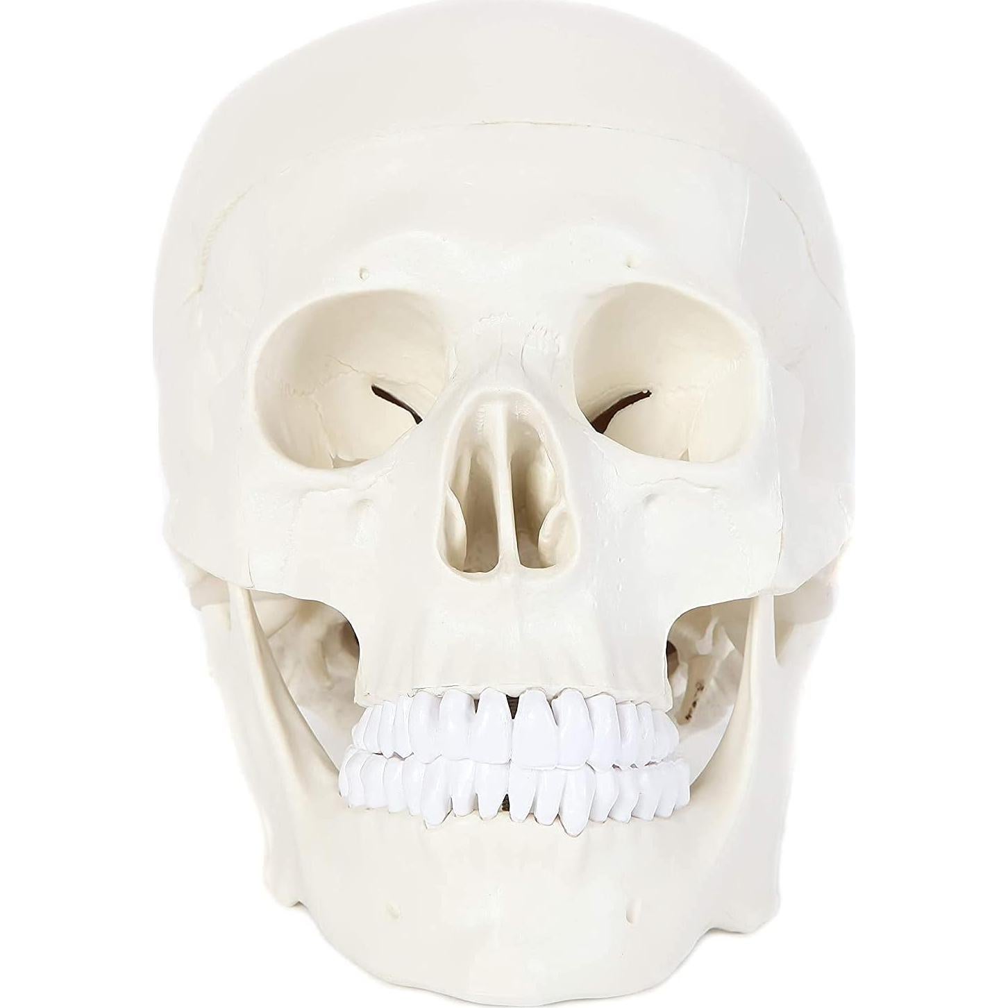 Modelo Anatómico de Cráneo Humano Alikeke 11.4x8.9 cm