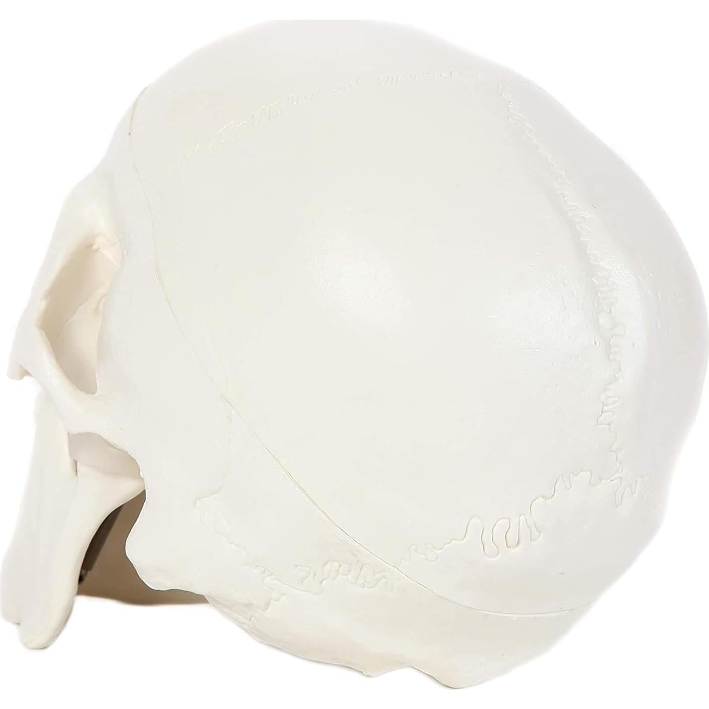 Modelo Anatómico de Cráneo Humano Alikeke 11.4x8.9 cm