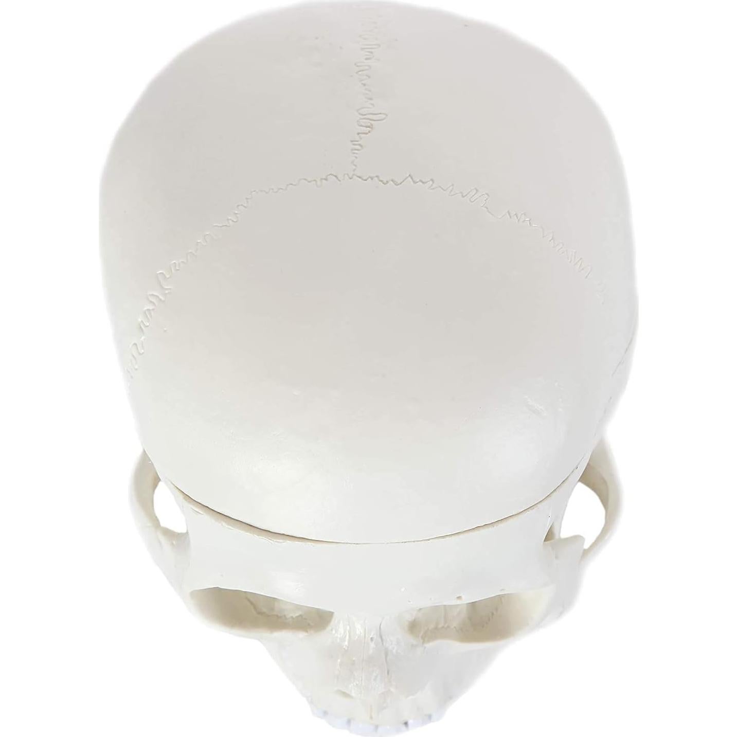 Modelo Anatómico de Cráneo Humano Alikeke 11.4x8.9 cm