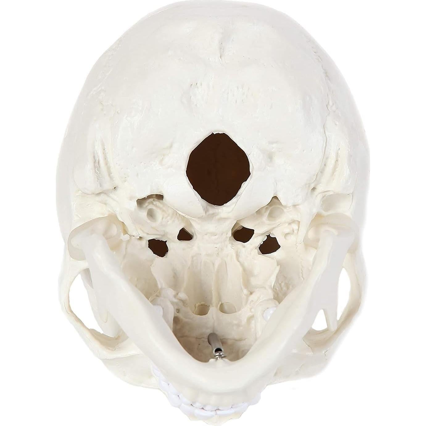 Modelo Anatómico de Cráneo Humano Alikeke 11.4x8.9 cm