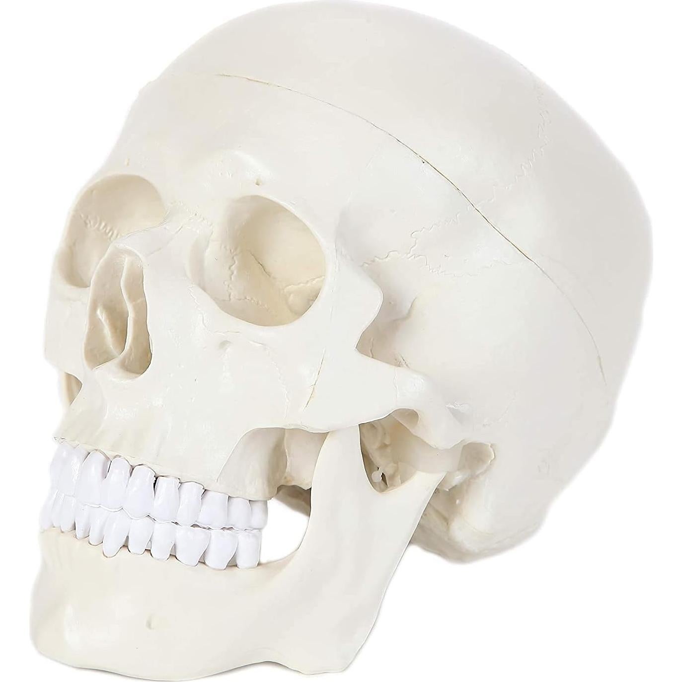 Modelo Anatómico de Cráneo Humano Alikeke 11.4x8.9 cm