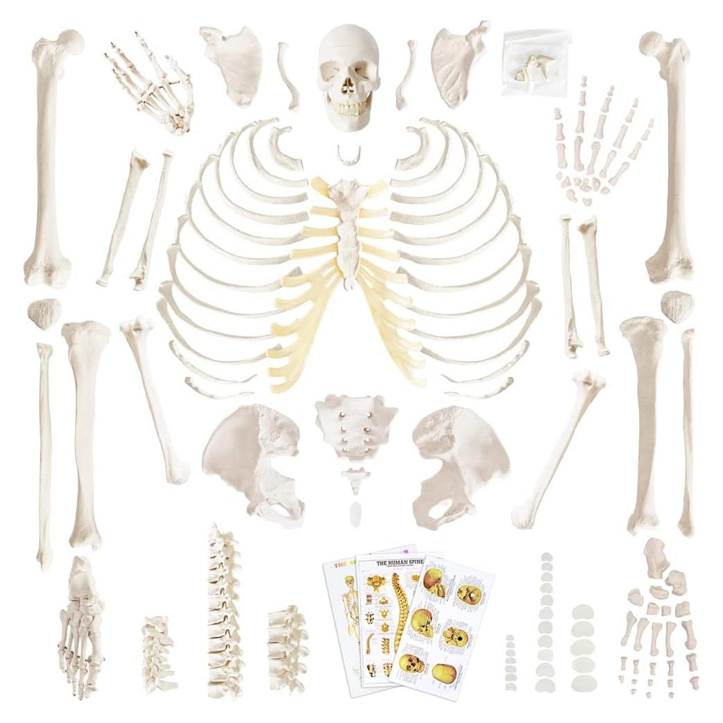 Esqueleto Humano Anatómico Completo 170 cm con Póster