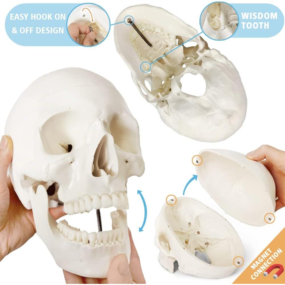 Esqueleto Humano Anatómico Completo 170 cm con Póster