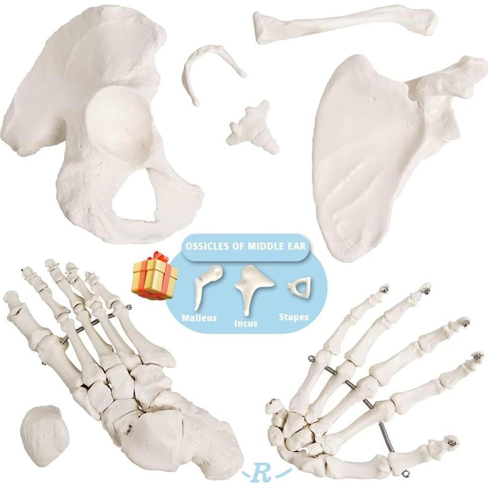 Esqueleto Humano Anatómico Completo 170 cm con Póster