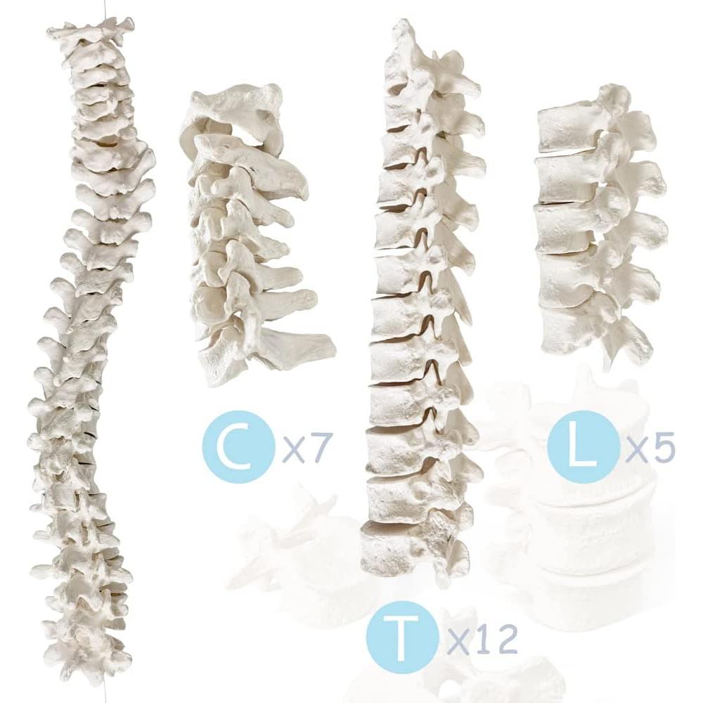 Esqueleto Humano Anatómico Completo 170 cm con Póster