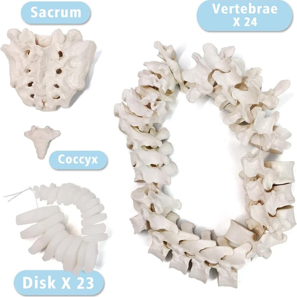 Esqueleto Humano Anatómico Completo 170 cm con Póster