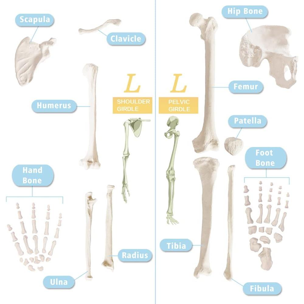 Esqueleto Humano Anatómico Completo 170 cm con Póster