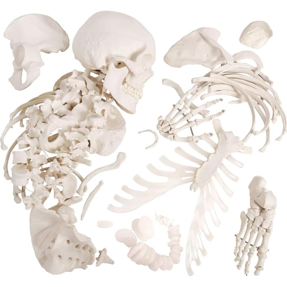 Esqueleto Humano Anatómico Completo 170 cm con Póster