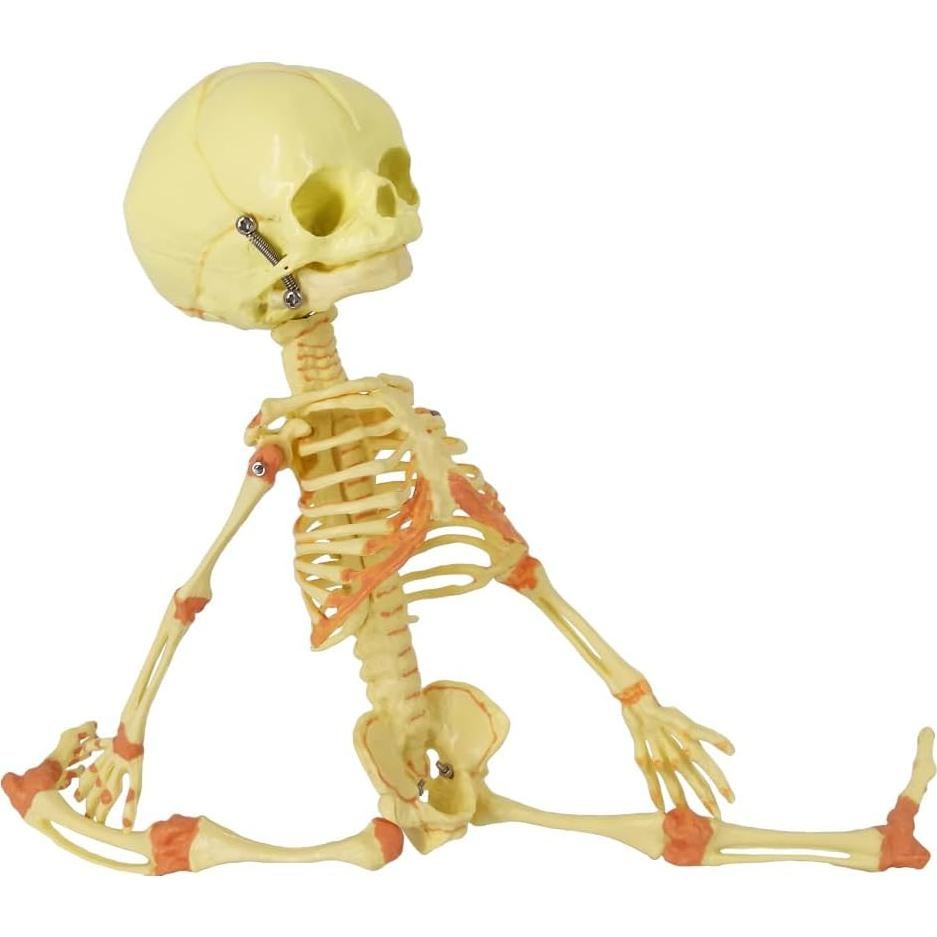 Modelo Esqueleto Fetal Humano Recién Nacido EVOTECH 20 cm