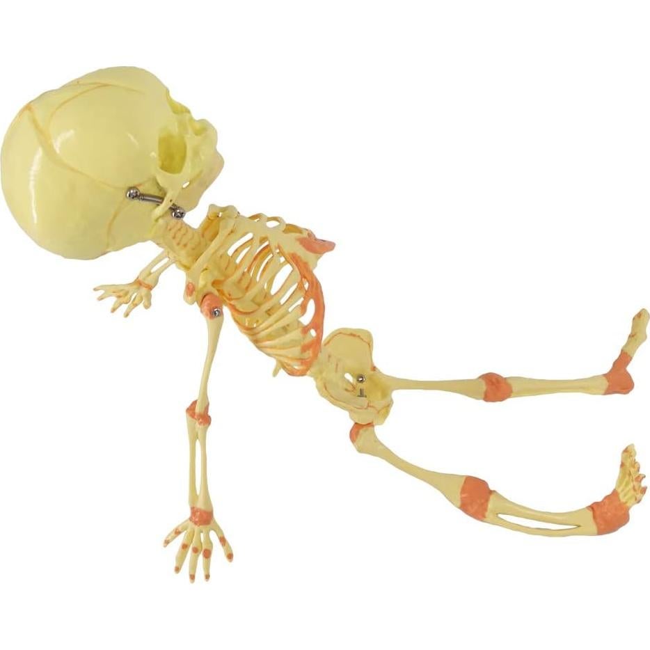 Modelo Esqueleto Fetal Humano Recién Nacido EVOTECH 20 cm