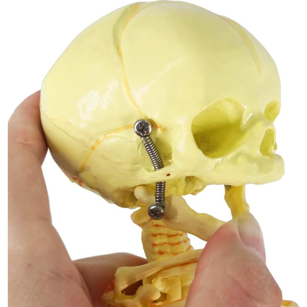 Modelo Esqueleto Fetal Humano Recién Nacido EVOTECH 20 cm