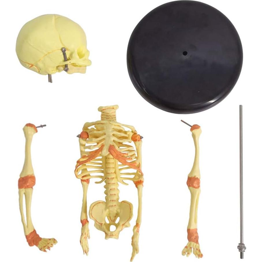 Modelo Esqueleto Fetal Humano Recién Nacido EVOTECH 20 cm