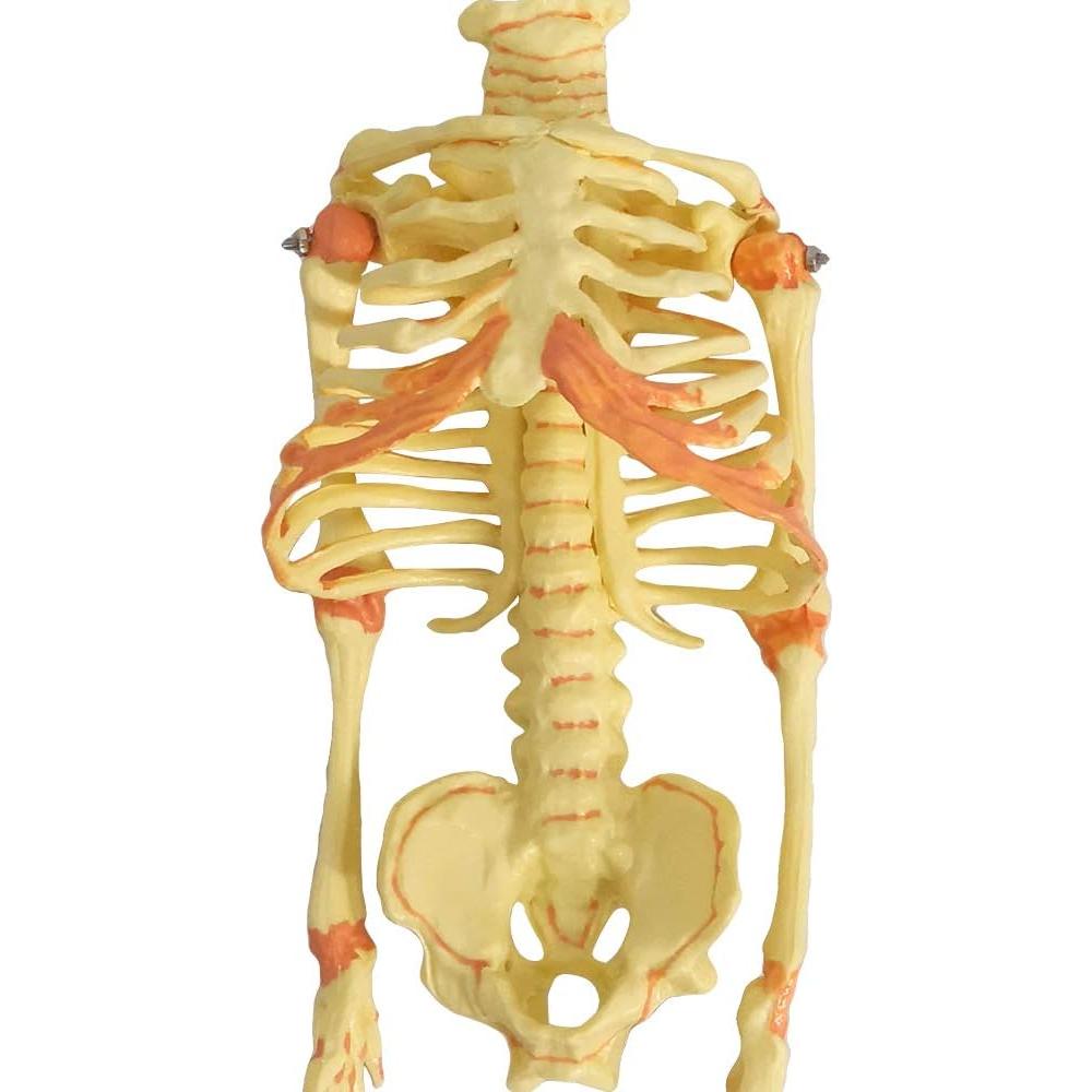 Modelo Esqueleto Fetal Humano Recién Nacido EVOTECH 20 cm