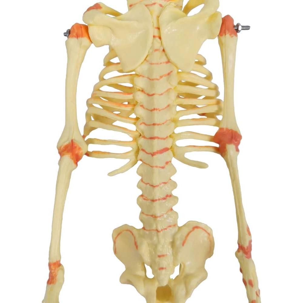 Modelo Esqueleto Fetal Humano Recién Nacido EVOTECH 20 cm